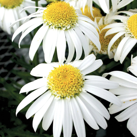 Shasta Daisy Alaska - Burpee Seeds