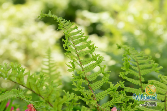 Shield Fern - The King, 1 Pack