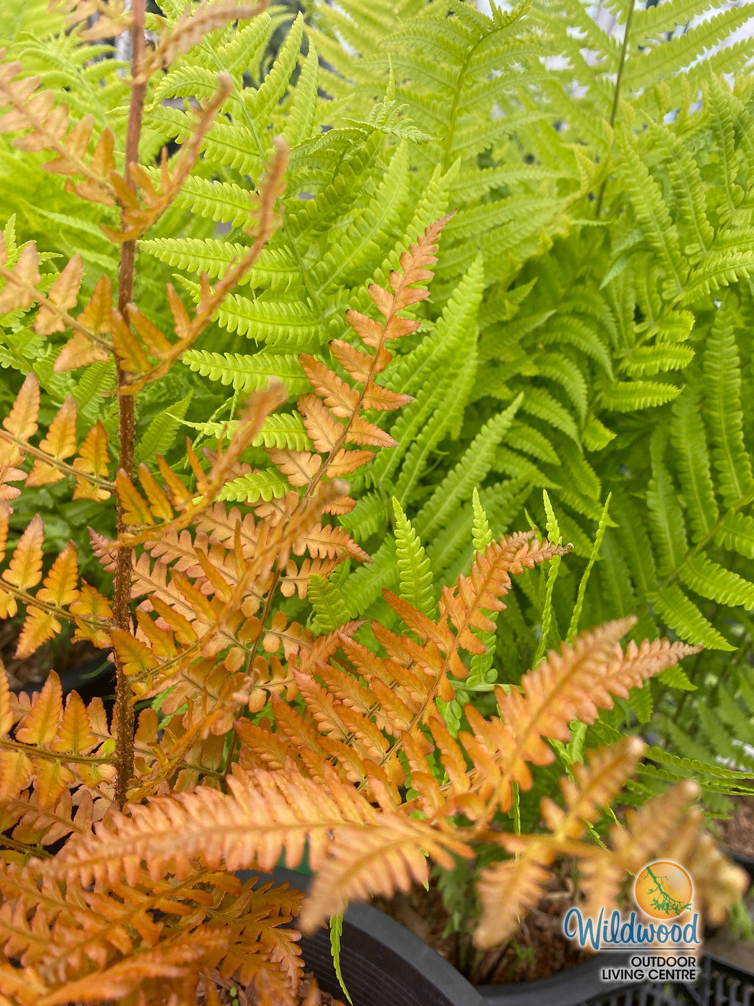 Shield Fern - Brilliance, 1 Pack