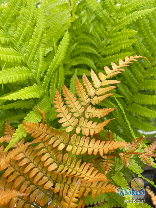 Shield Fern - Brilliance, 1 Pack