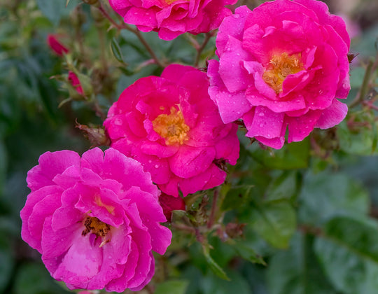 Roses | Over 450 Varieties | Canada-Wide Shipping – Page 6 – Wildwood ...