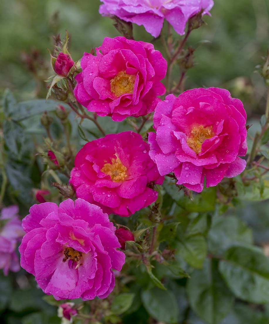 Shining Moment™ - Star Roses and Plants