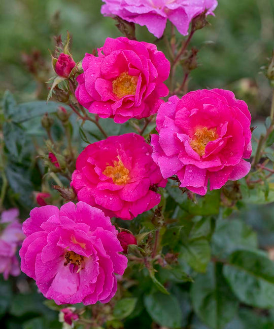 Shining Moment™ - Star Roses and Plants