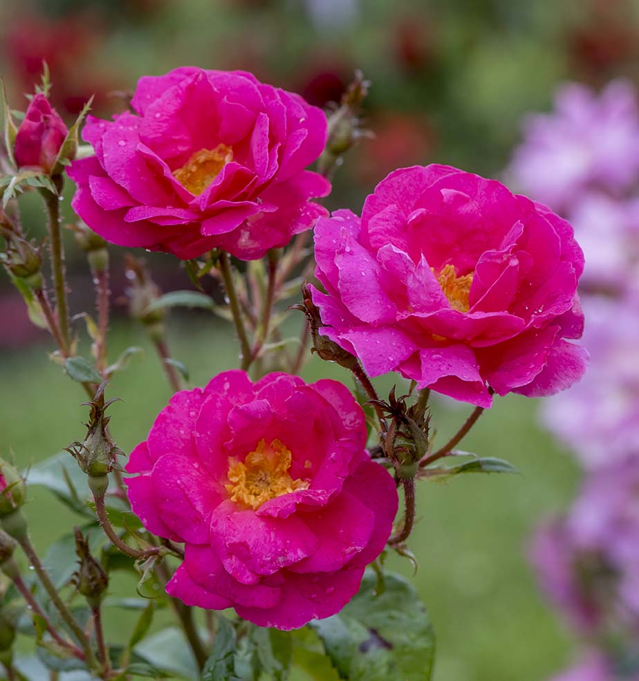 Shining Moment™ - Star Roses and Plants