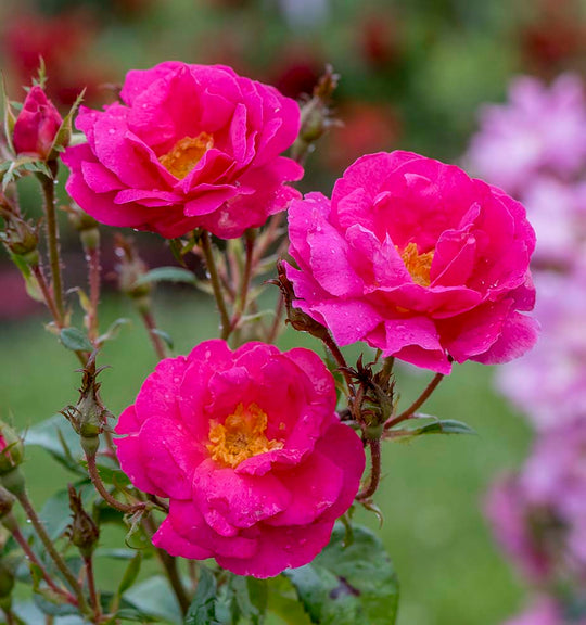 Shining Moment™ - Star Roses and Plants