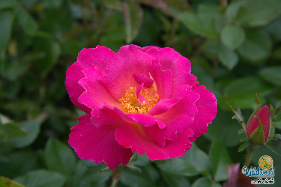 Shining Moment™ - Star Roses and Plants