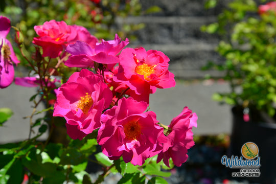 Shining Moment™ - Star Roses and Plants