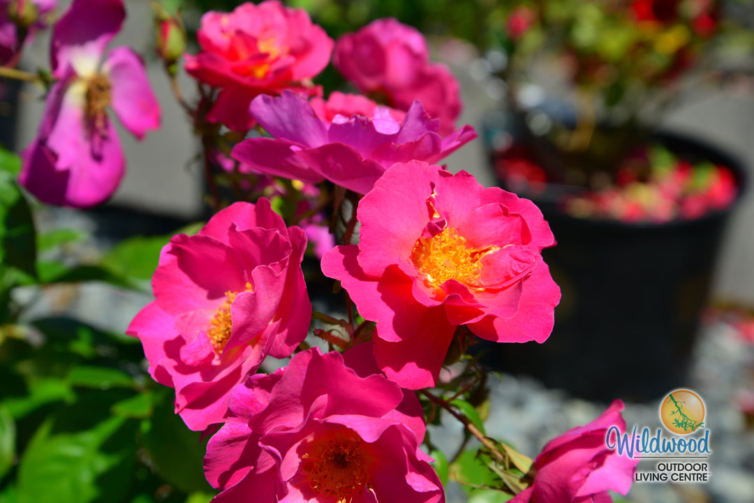Shining Moment™ - Star Roses and Plants