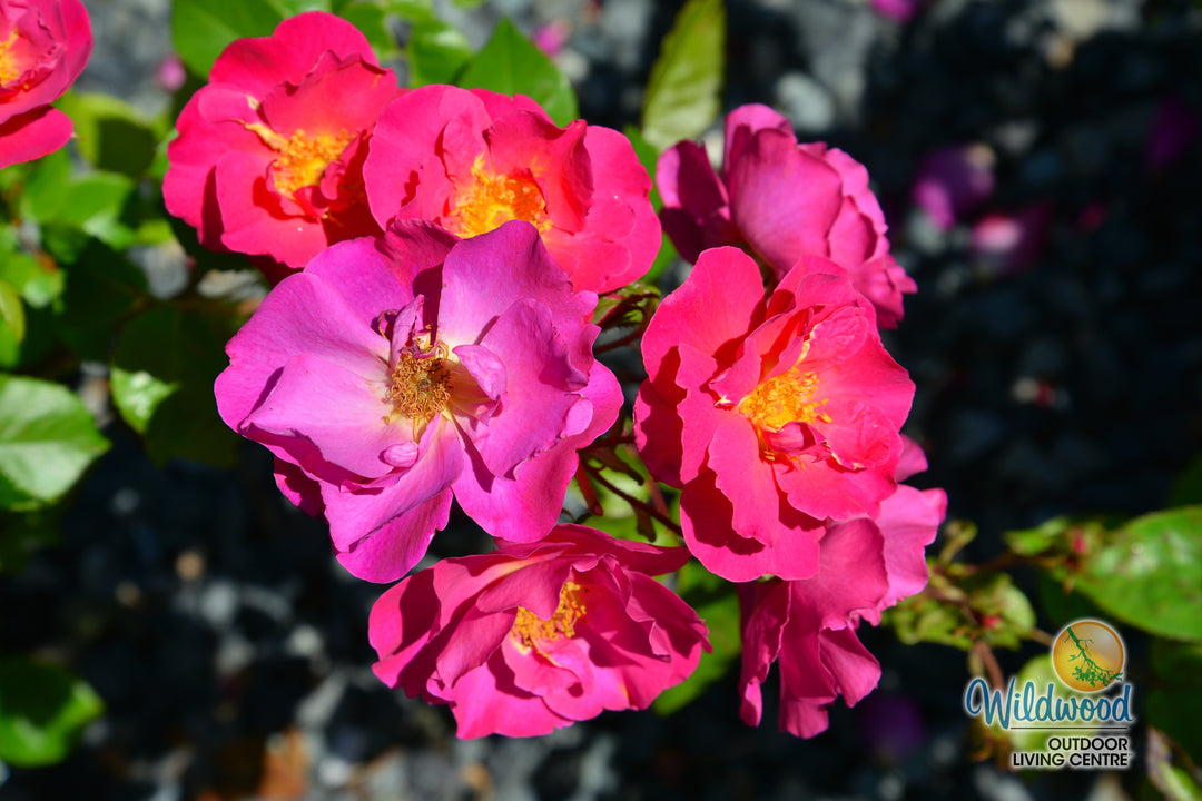 Shining Moment™ - Star Roses and Plants