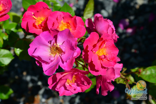 Shining Moment™ - Star Roses and Plants