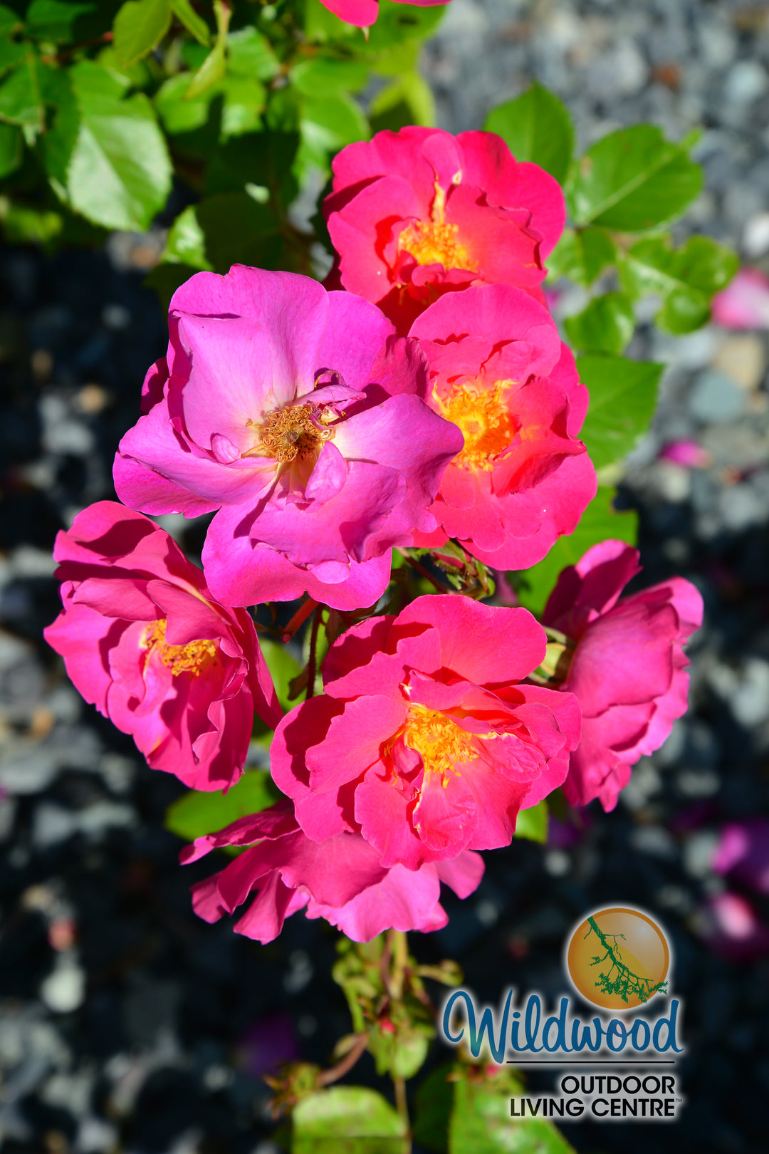 Shining Moment™ - Star Roses and Plants