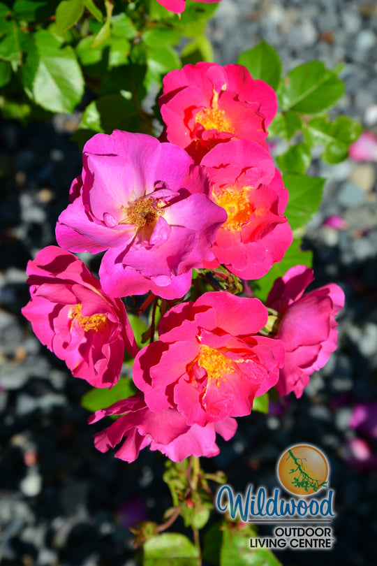 Shining Moment™ - Star Roses and Plants