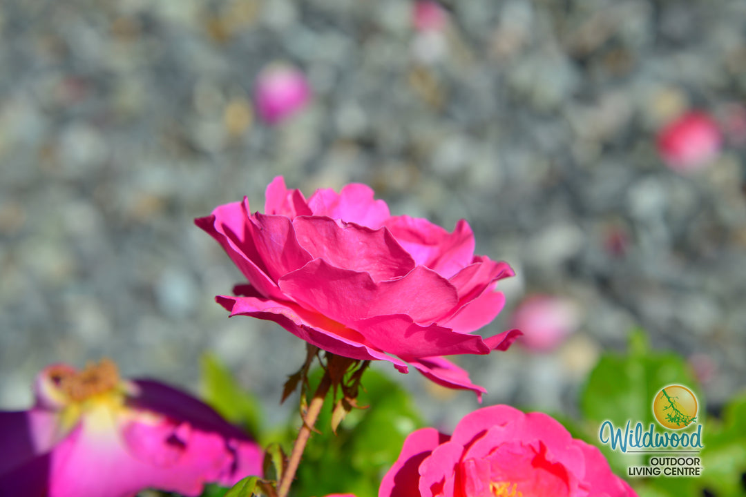 Shining Moment™ - Star Roses and Plants