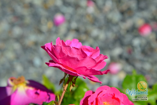 Shining Moment™ - Star Roses and Plants