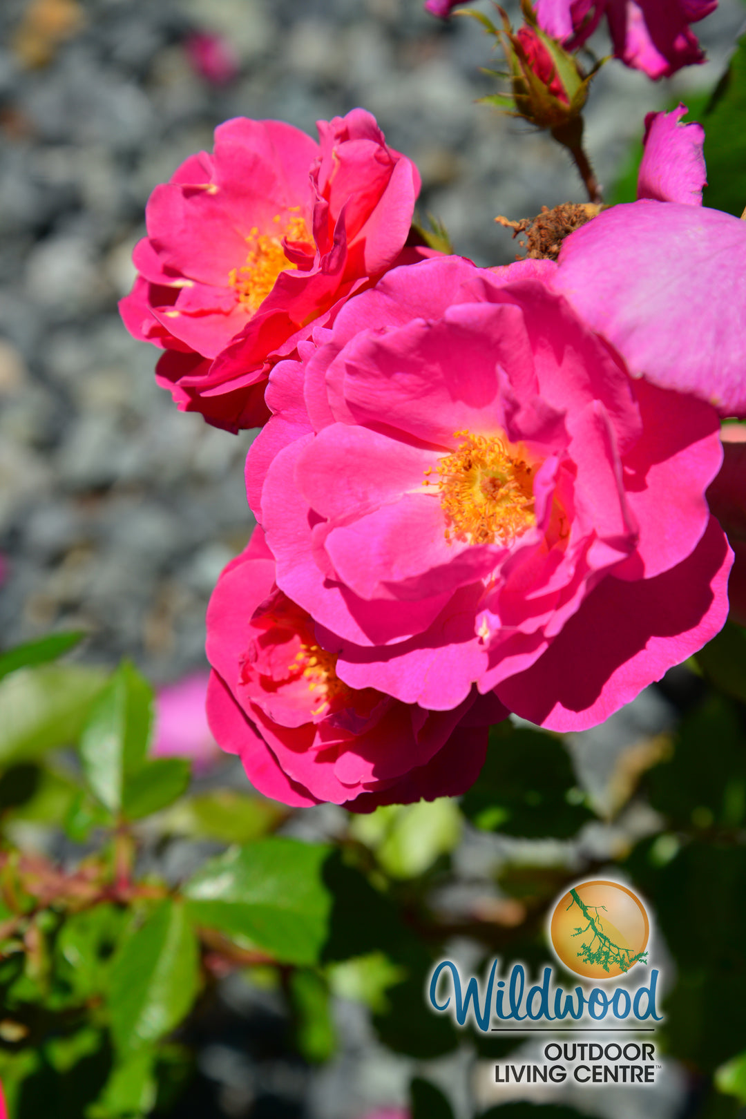 Shining Moment™ - Star Roses and Plants