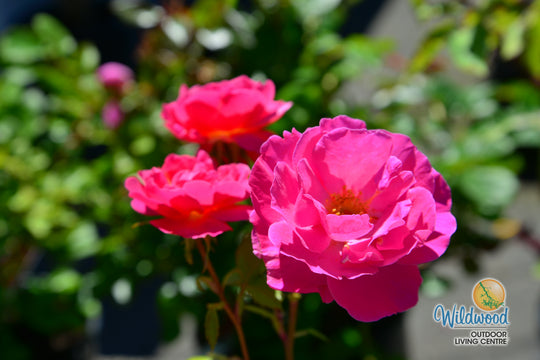 Shining Moment™ - Star Roses and Plants