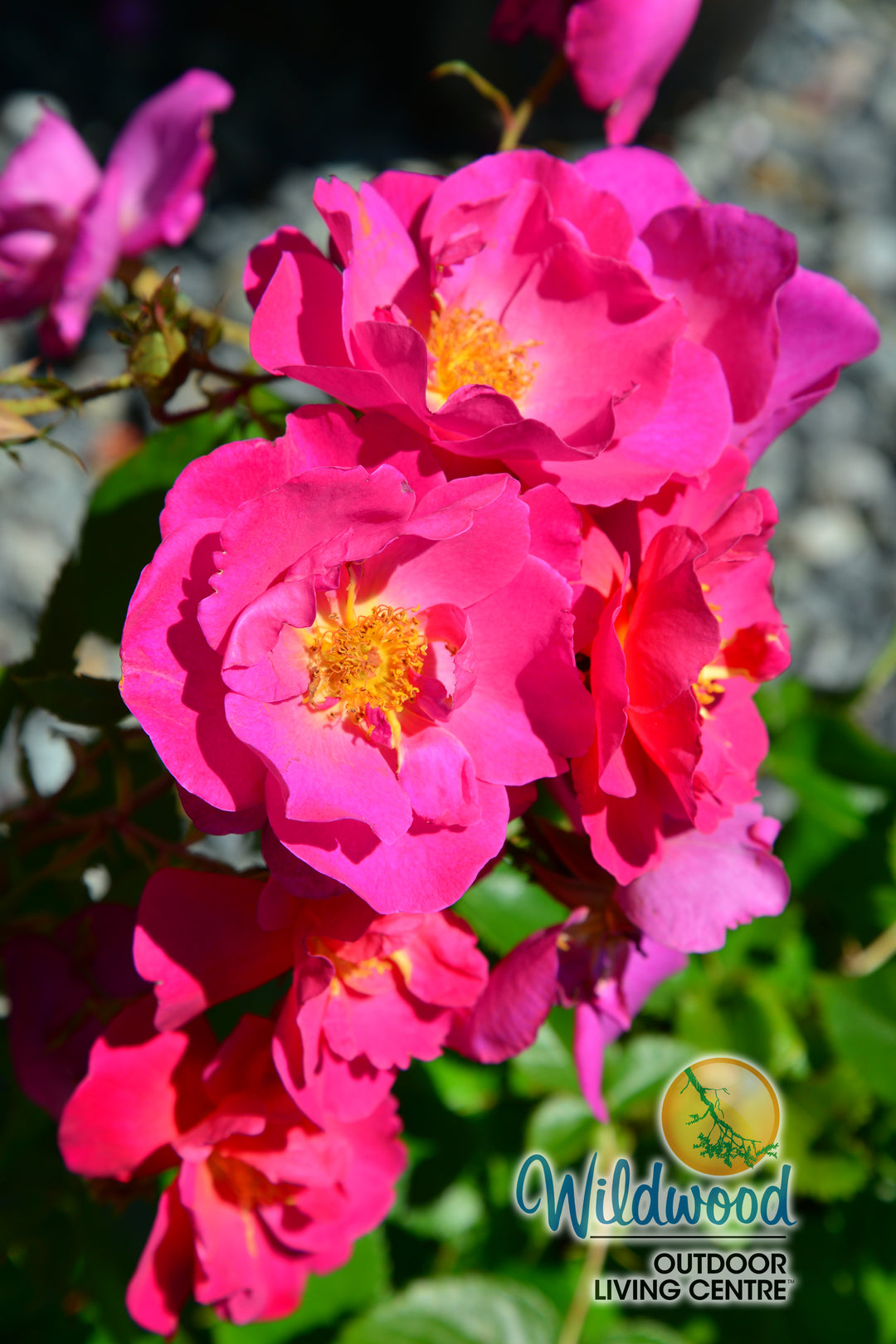 Shining Moment™ - Star Roses and Plants