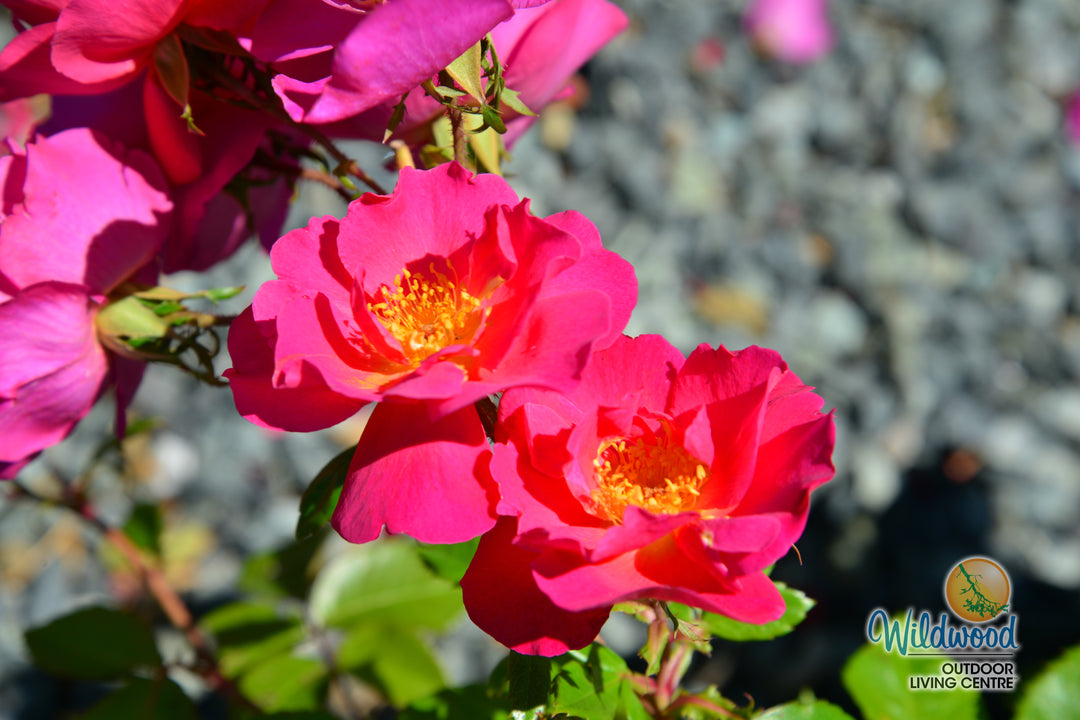 Shining Moment™ - Star Roses and Plants