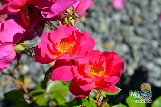 Shining Moment™ - Star Roses and Plants