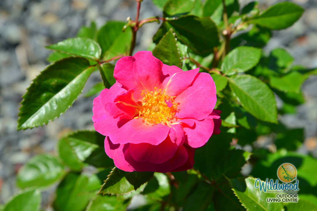 Shining Moment™ - Star Roses and Plants