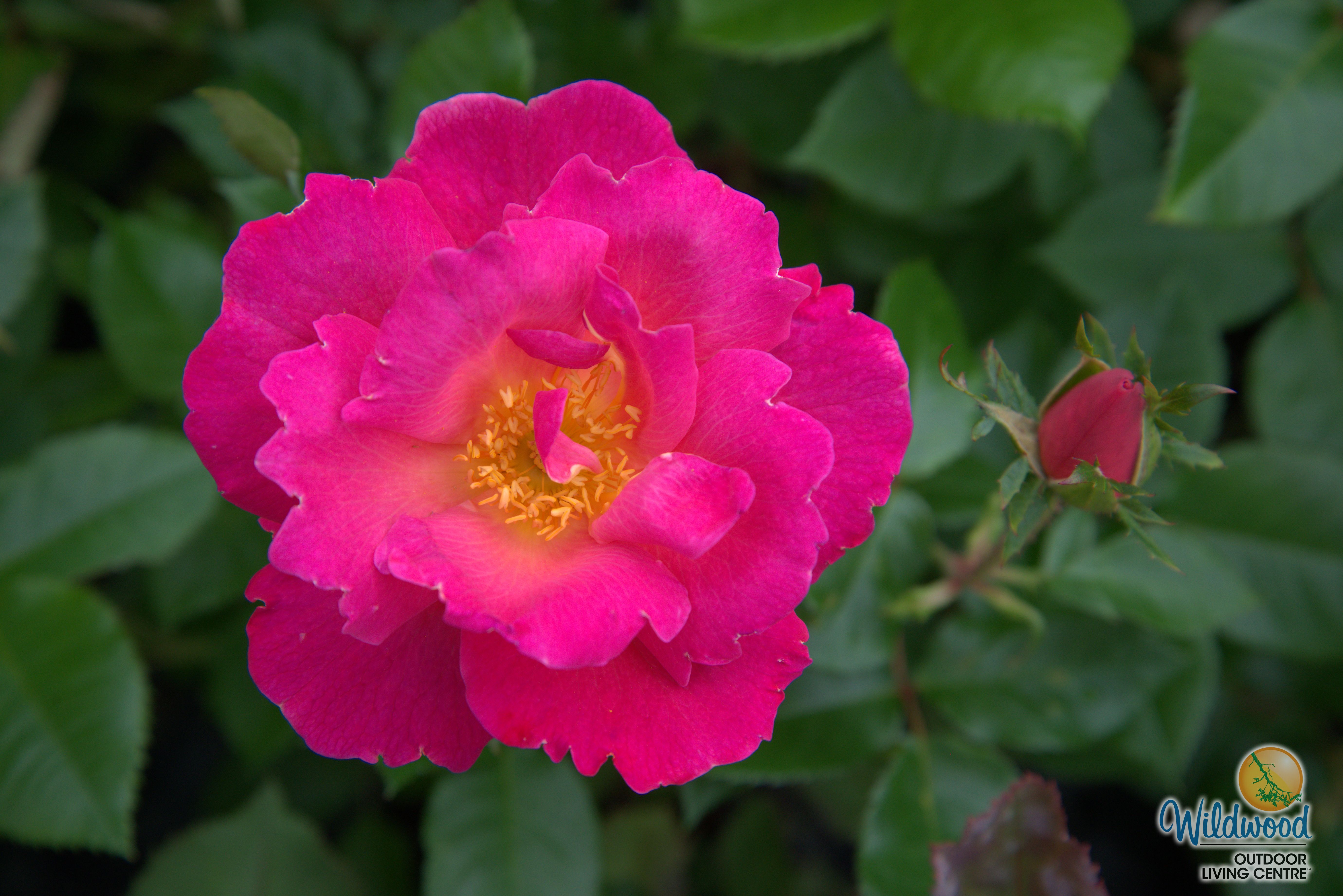 Shining Moment™ - Star Roses and Plants – Wildwood Outdoor Living