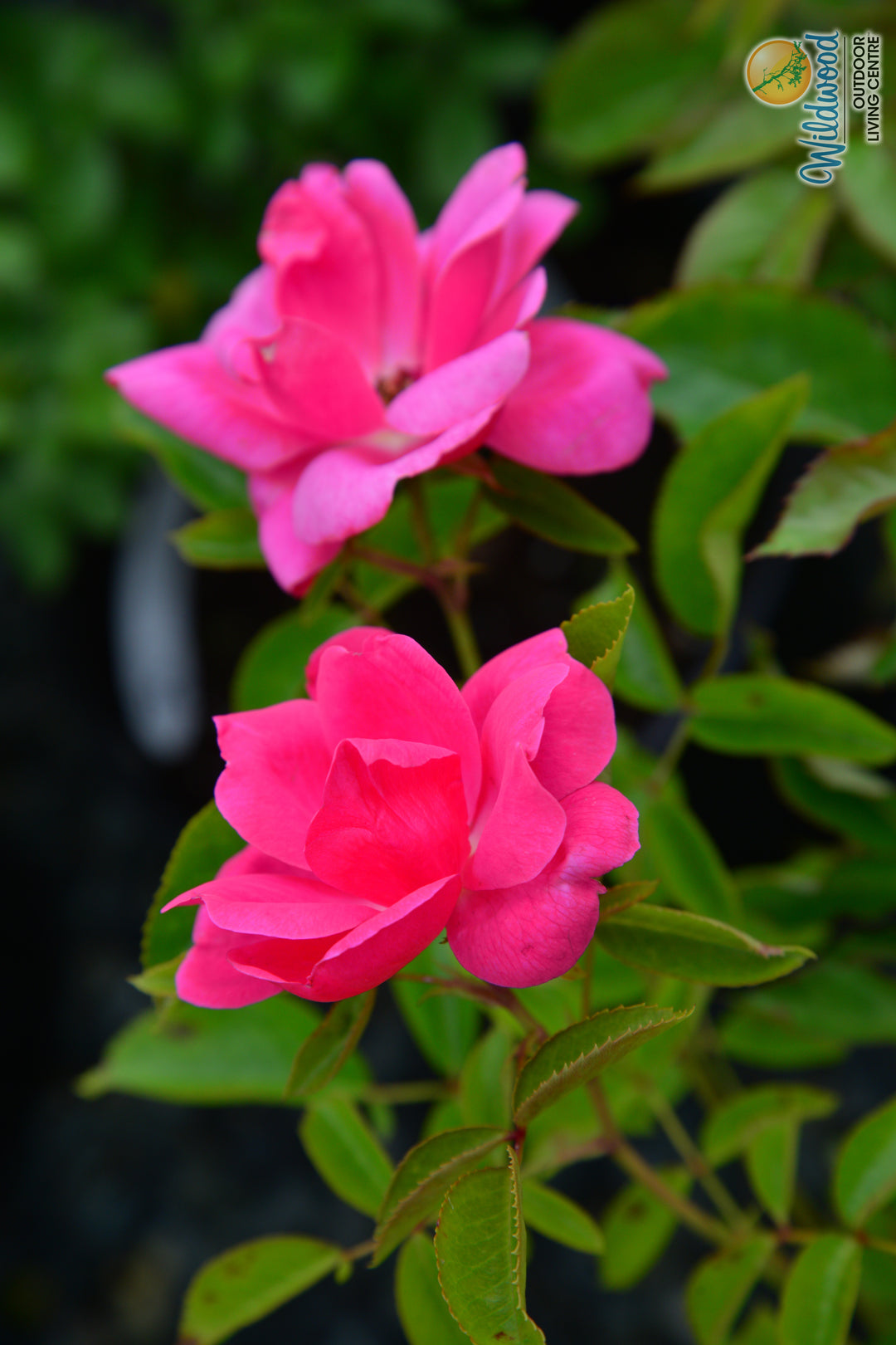Shining Moment™ - Star Roses and Plants
