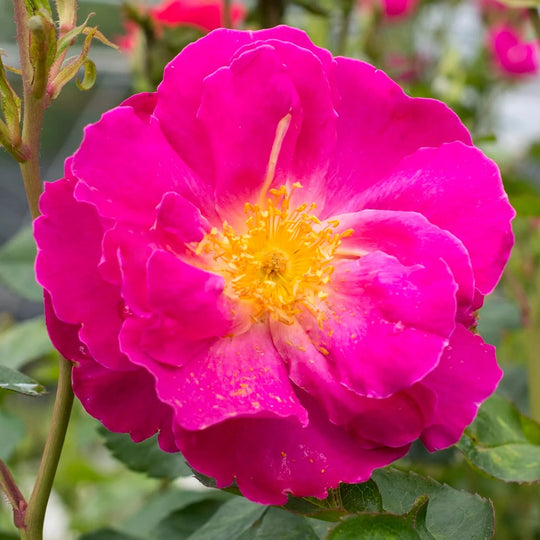 Shining Moment™ - Star Roses and Plants