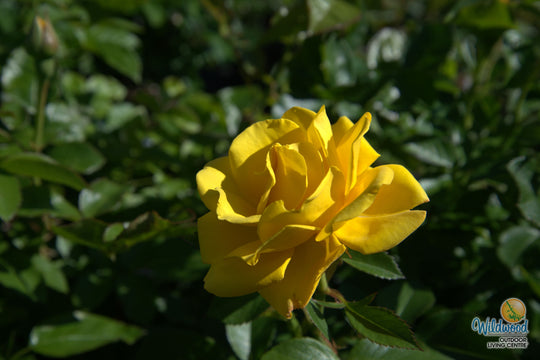 Shockwave - Weeks Rose