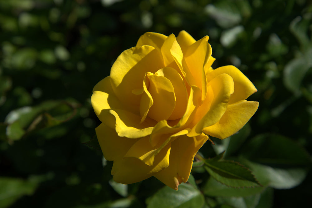 Shockwave - Weeks Rose