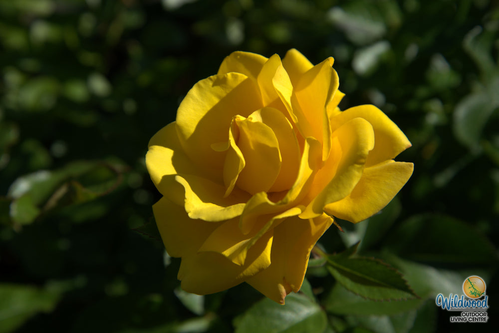 Shockwave - Weeks Rose