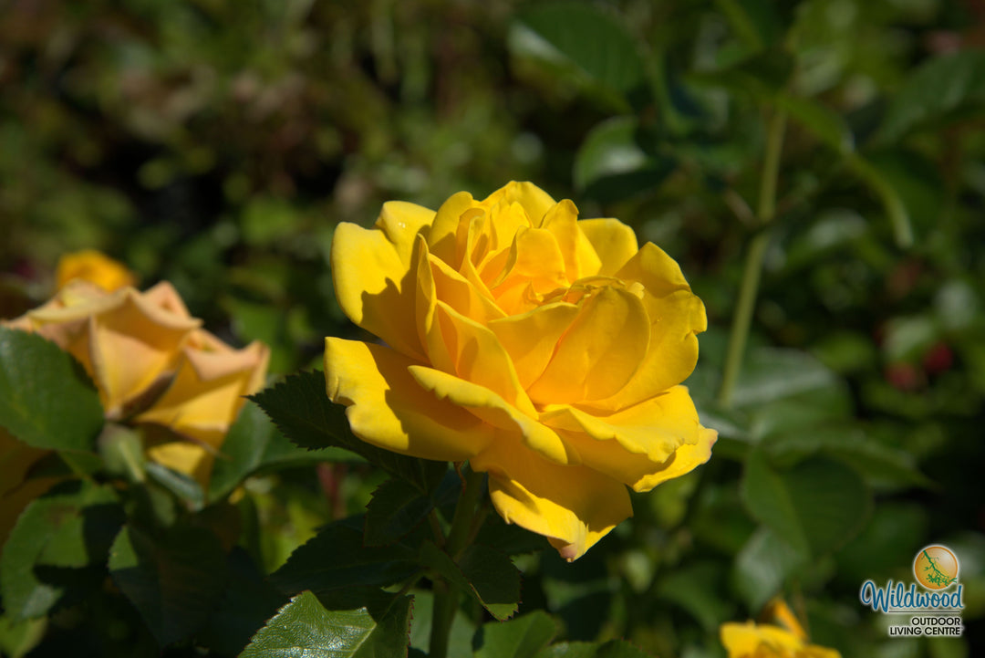 Shockwave - Weeks Rose