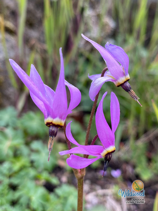 Organic Native Shooting Star - Metchosin Farm Seeds