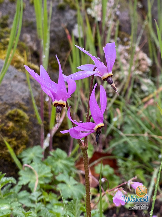 Organic Native Shooting Star - Metchosin Farm Seeds