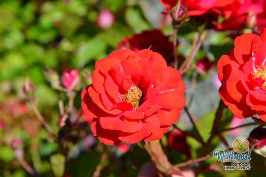 Showbiz - Weeks Rose