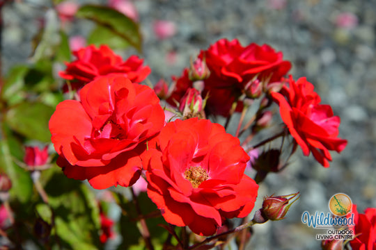 Showbiz - Weeks Rose