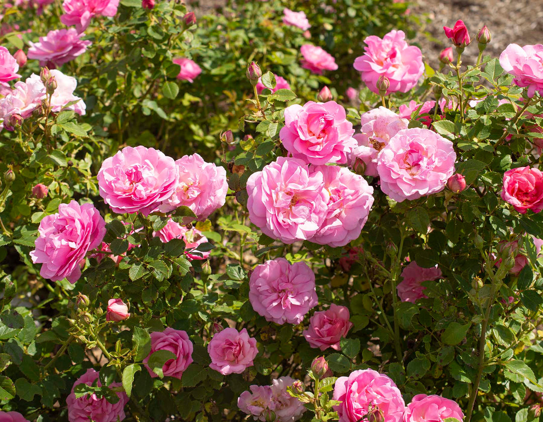 Sitting Pretty™ - Star Roses and Plants