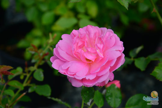 Sitting Pretty™ - Star Roses and Plants