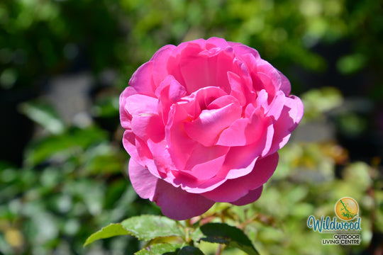 Sitting Pretty™ - Star Roses and Plants
