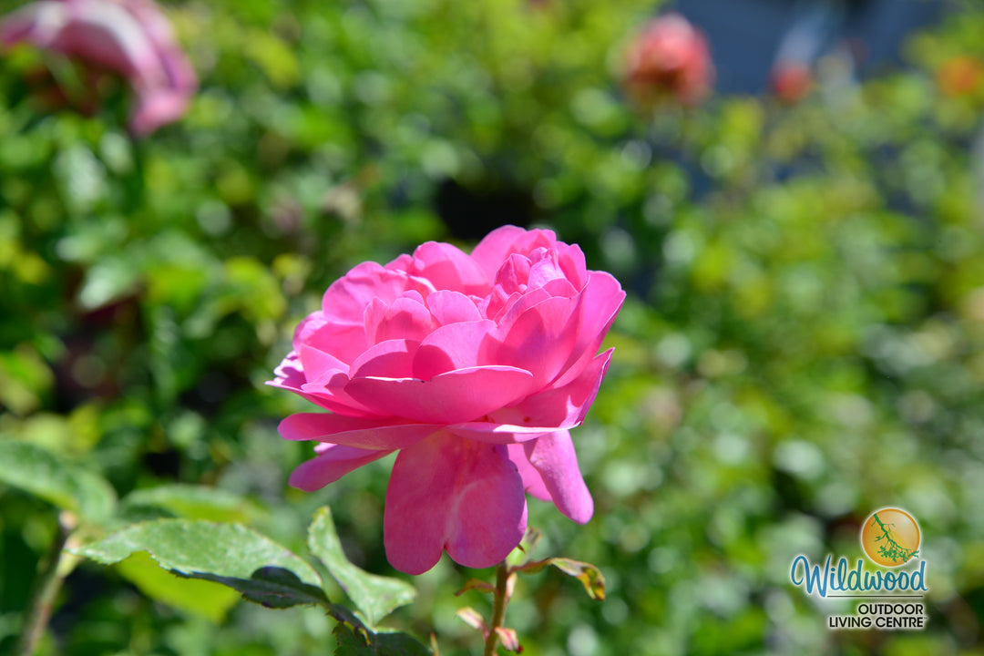 Sitting Pretty™ - Star Roses and Plants