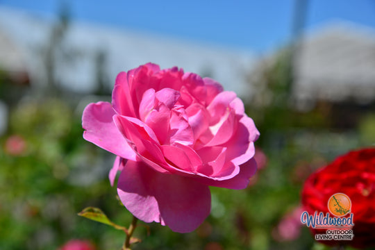 Sitting Pretty™ - Star Roses and Plants