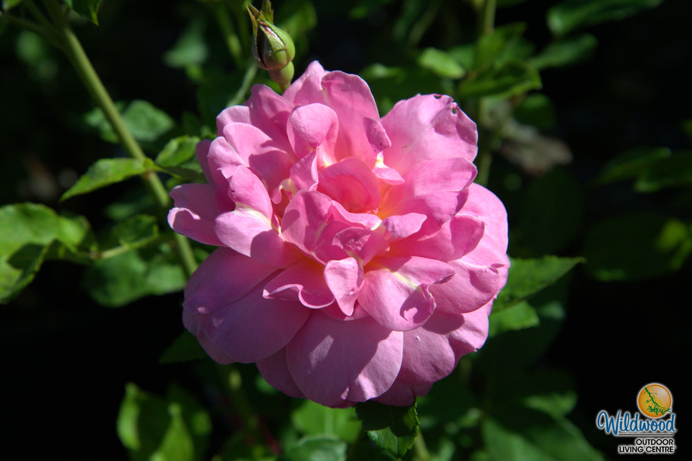 Sitting Pretty™ - Star Roses and Plants