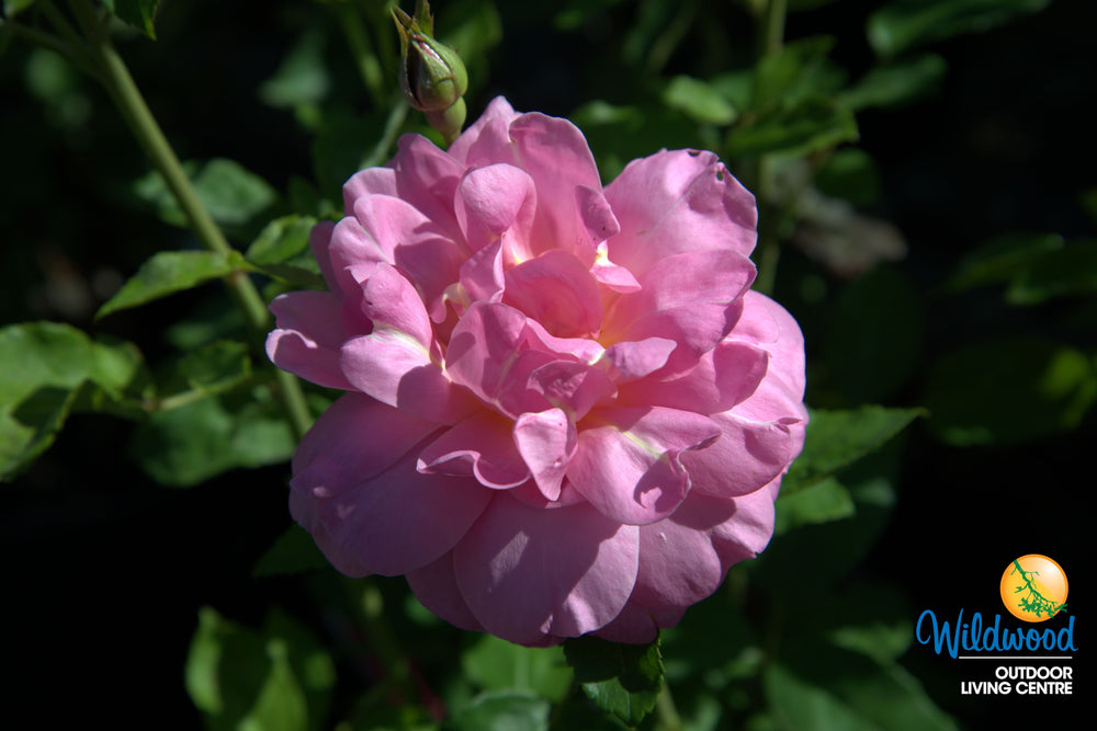 Sitting Pretty™ - Star Roses and Plants