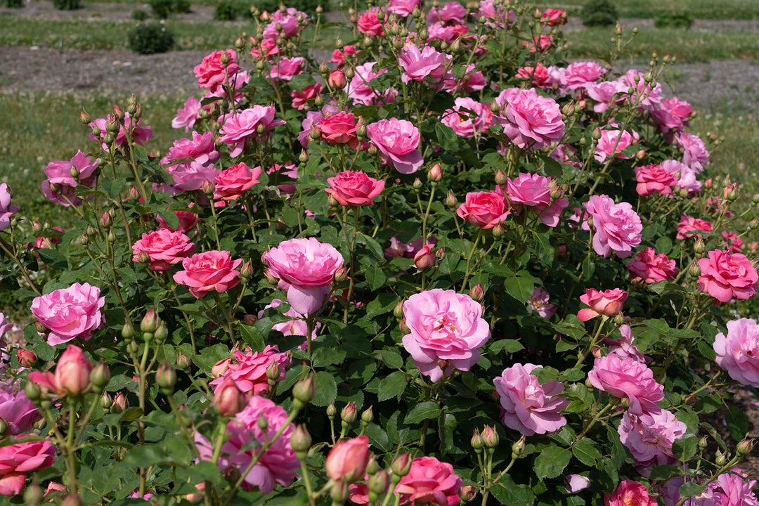 Sitting Pretty™ - Star Roses and Plants