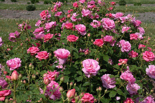 Sitting Pretty™ - Star Roses and Plants