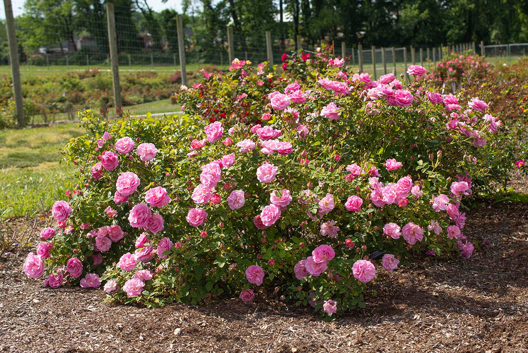 Sitting Pretty™ - Star Roses and Plants