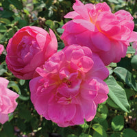 Sitting Pretty™ - Star Roses and Plants