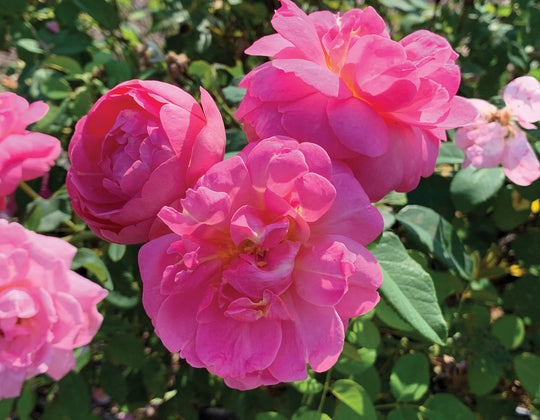 Sitting Pretty™ - Star Roses and Plants