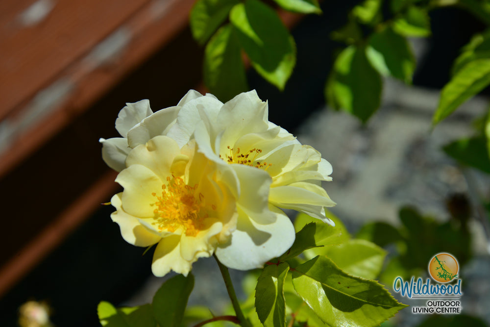 Sky's the Limit - Weeks Rose