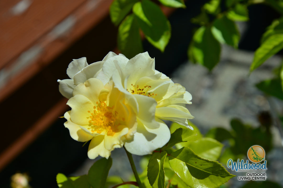 Sky's the Limit - Weeks Rose