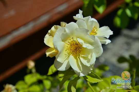 Sky's the Limit - Weeks Rose